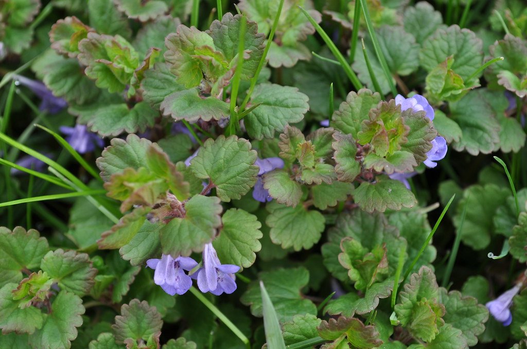 What is the best way to identify poison ivy?