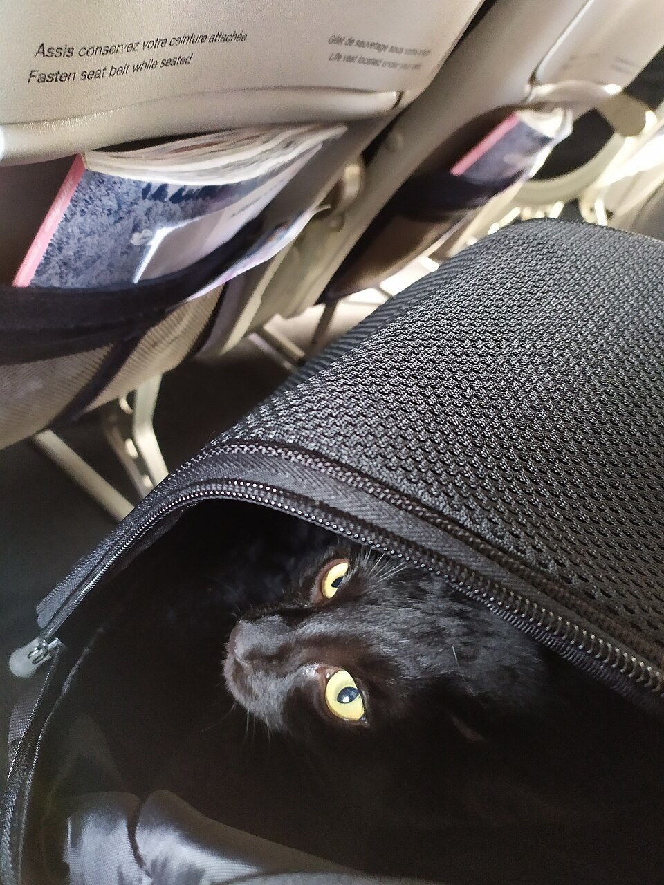 How to travel with pets