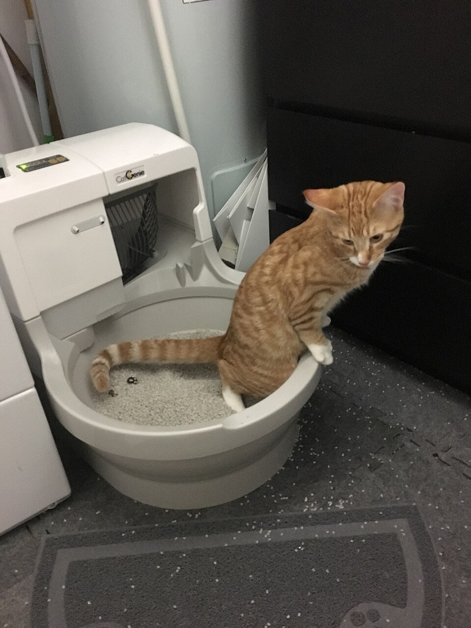 When should I clean a cat litter box properly?